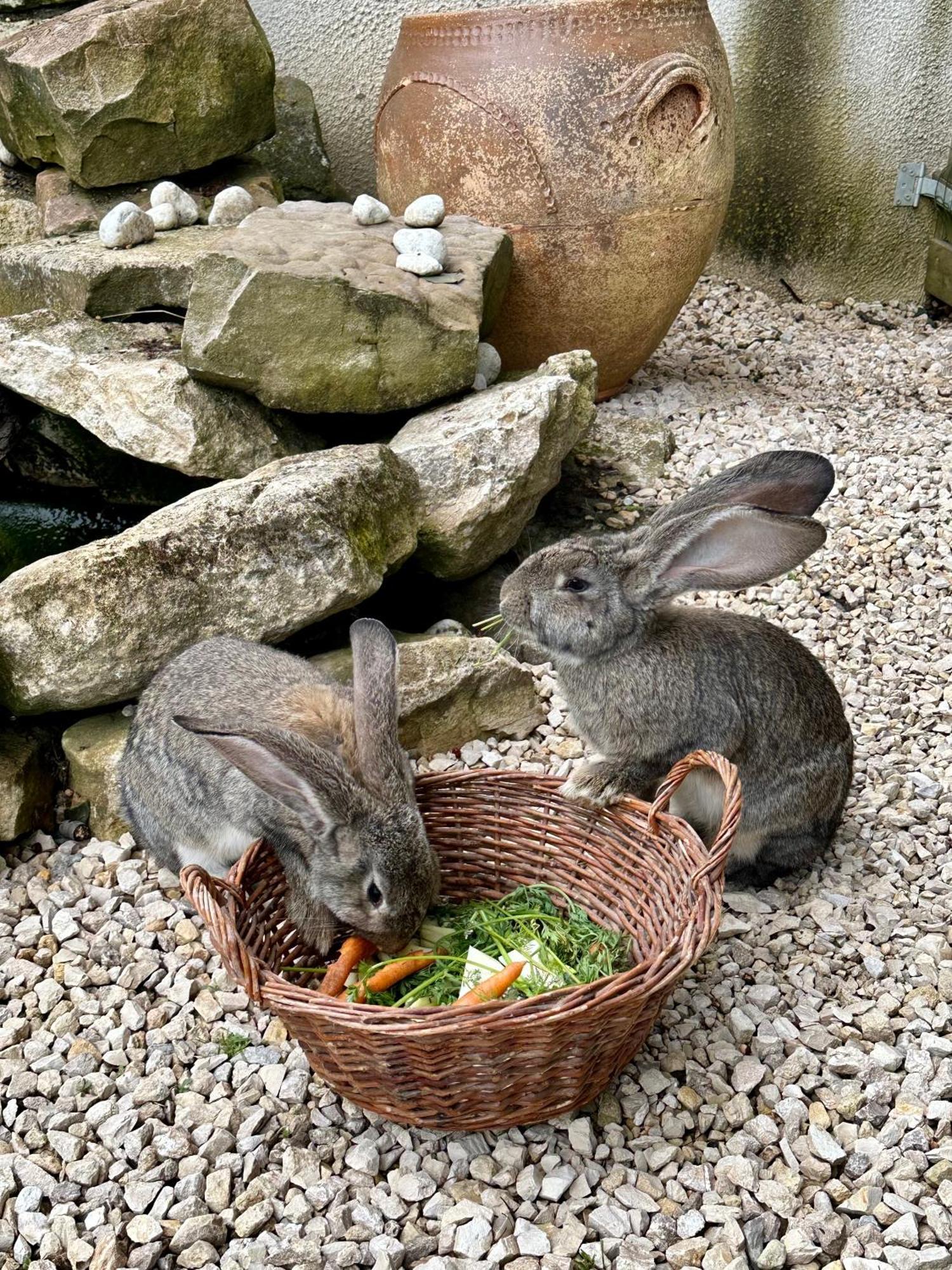 Privatunterkunft Domaine De La Charmille *